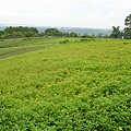 2009.08.14大溪花海農場