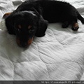 SAM_3115.JPG
