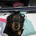 SAM_3206.JPG