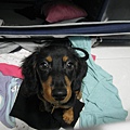 SAM_3207.JPG
