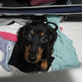 SAM_3208.JPG