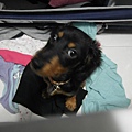 SAM_3210.JPG
