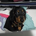 SAM_3211.JPG