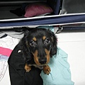 SAM_3219.JPG
