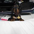 SAM_3233.JPG
