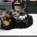 SAM_3339