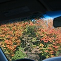 費城的樹木已經開始變色了，只要有樹就有秋天的感覺