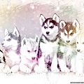 wallpaper-hd-husky-snow-dogs-animals-background-hd-wallpaper-for_1497795738606.jpg