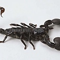 Scorpion-main_Full.jpg