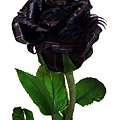 black_rose_budding.jpg