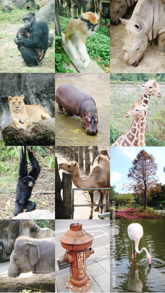 木柵動物園一遊