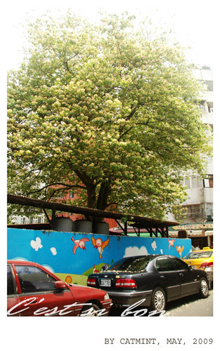 夏。加羅林魚木盛開