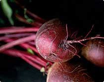 beetroot