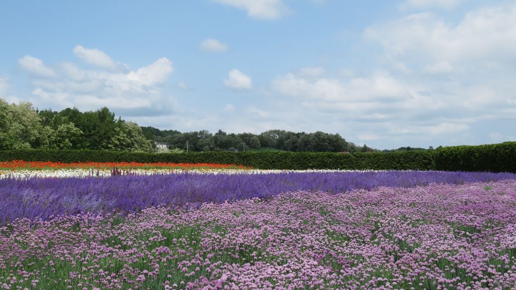 北海道 美瑛富良野 富田農場 青池 白鬚瀑布 6月初最推薦去富田農場賞花 順道吃ポプラファーム的哈密瓜 霜淇淋 行者無疆 痞客邦