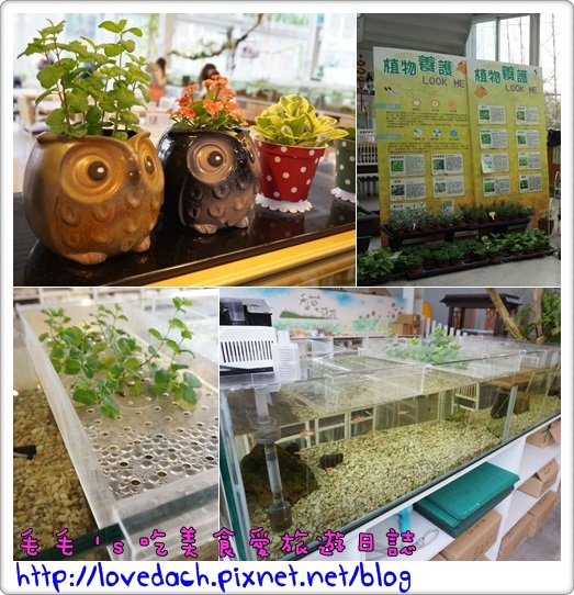 香草菲菲2.jpg