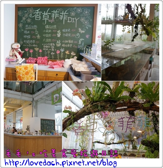 香草菲菲3.jpg