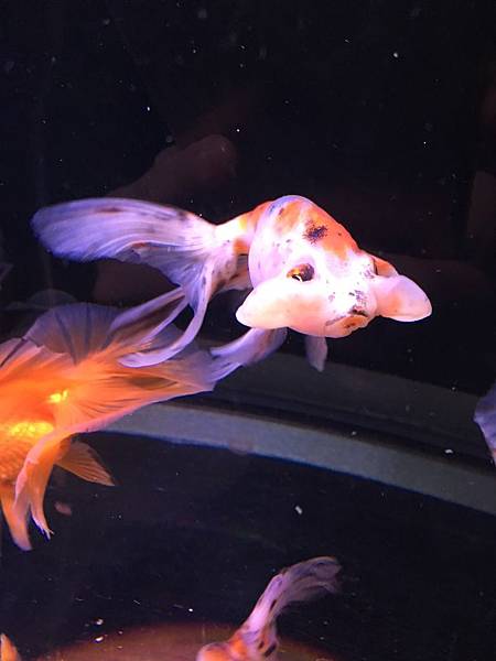 金魚 水泡眼 購買 飼養分享 Lovefishspa的部落格 痞客邦
