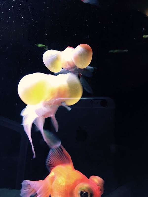 金魚 水泡眼 購買 飼養分享 Lovefishspa的部落格 痞客邦
