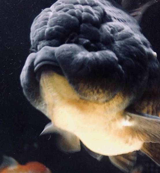 24775229_930327853801995_4651788661760806157_n.jpg 24775229_930327853801995_4651788661760806157_n.jpg