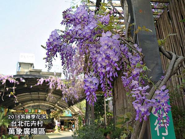 台北花卉村-紫藤花季1 台北花卉村-紫藤花季1
