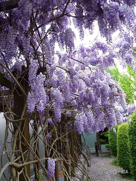 武陵農場 紫藤花海4