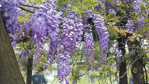  桃園龜山大湖紀念公園 2018/4/1紫藤花況1