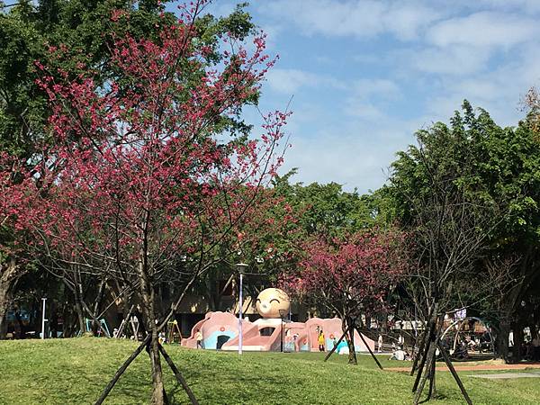 板橋溪北公園- 櫻花