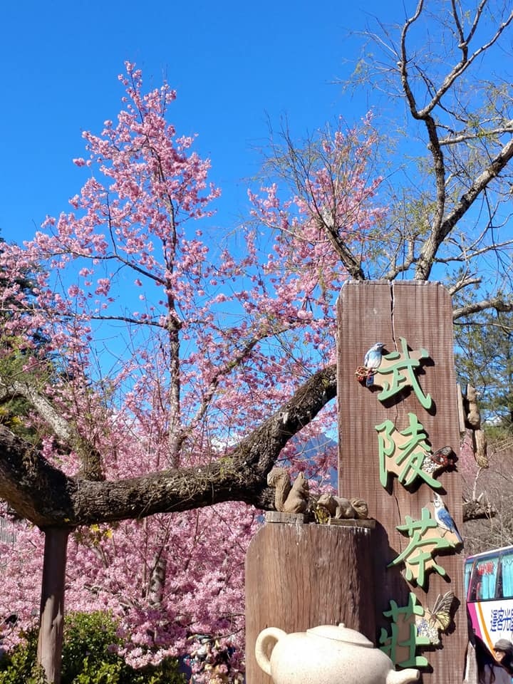 2019年武陵農場日本櫻花山櫻花齊放!2/15實況美不勝收,粉紅佳人燦爛爆開~櫻吹雪接續...