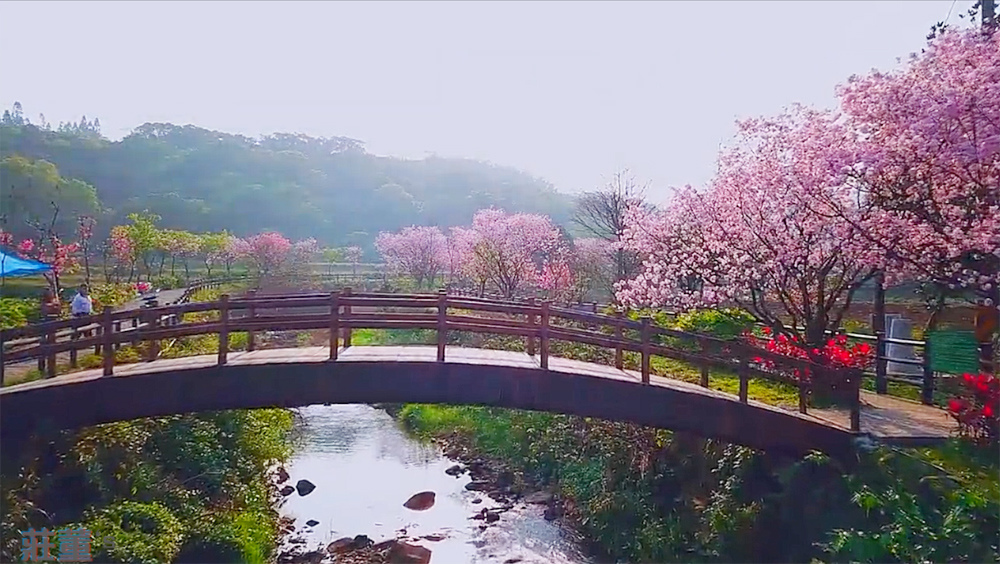 新北市景點 三芝三生步道 櫻花季拔蘿蔔趣 河畔健走賞花 交通導覽地圖 附3月花況 莊董的生活情報讚 新北市景點 三芝三生步道 櫻花季拔蘿蔔趣 河畔健走賞花 交通導覽地圖 附3月花況 莊董的生活情報讚
