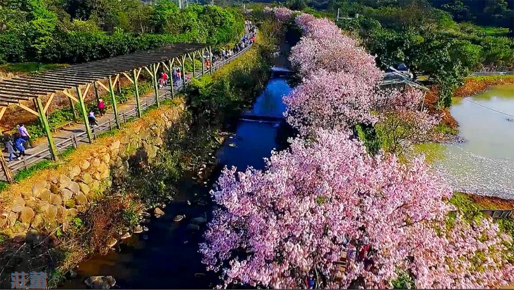 新北市景點 三芝三生步道 櫻花季拔蘿蔔趣 河畔健走賞花 交通導覽地圖 附3月花況 莊董的生活情報讚 新北市景點 三芝三生步道 櫻花季拔蘿蔔趣 河畔健走賞花 交通導覽地圖 附3月花況 莊董的生活情報讚