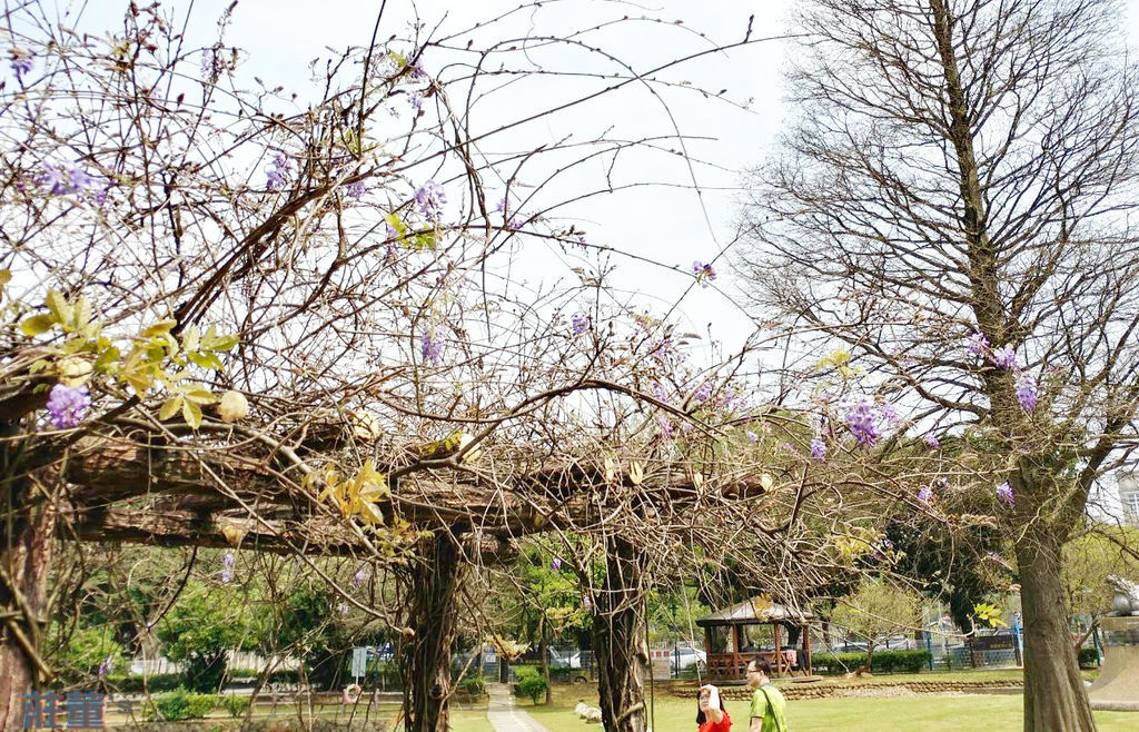 桃園龜山大湖紀念公園 紫藤花：2019/3/20提供最新花況，紫藤花約開1-2成