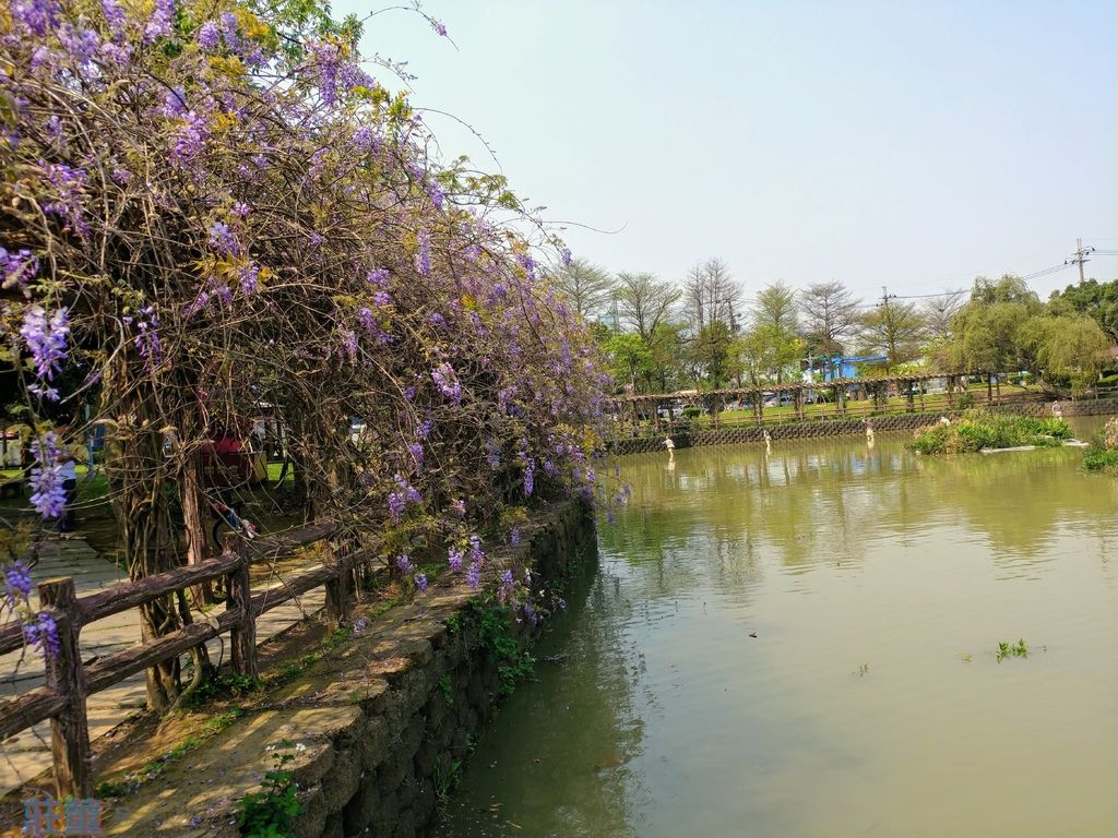 來桃園龜山大湖紀念公園野餐吧【紫藤花2019/3/28最新花況】