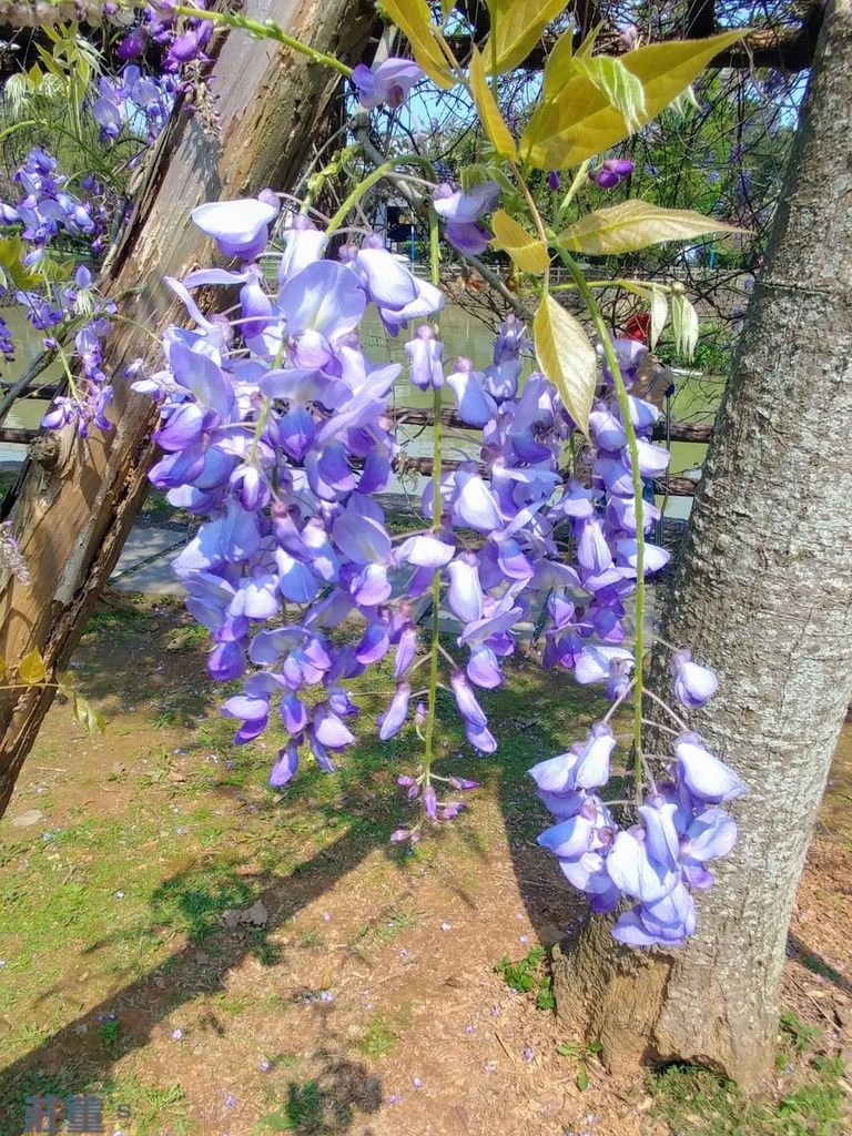 龜山大湖紀念公園：紫藤花2019/3/28花況