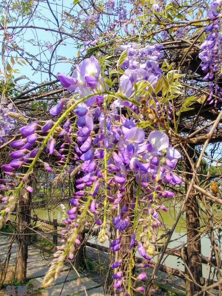 龜山大湖紀念公園：紫藤花2019/3/28花況