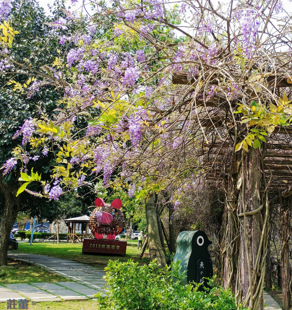 桃園龜山大湖紀念公園：紫藤花2019/3/28最新花況