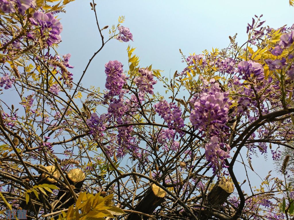 桃園龜山大湖紀念公園：紫藤花2019/3/28最新花況