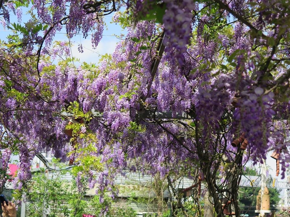 以下為台北花卉村 往年紫藤花盛開時..