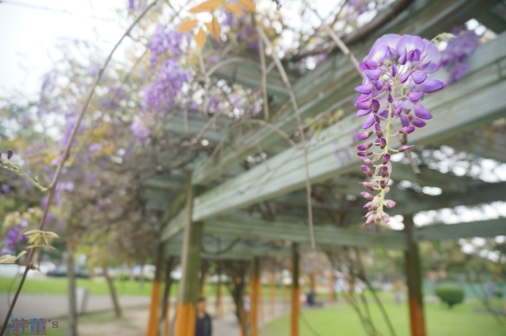 桃園內壢【元生公園紫藤花2019】3/30最新花況+星河親子公園../地址/公車