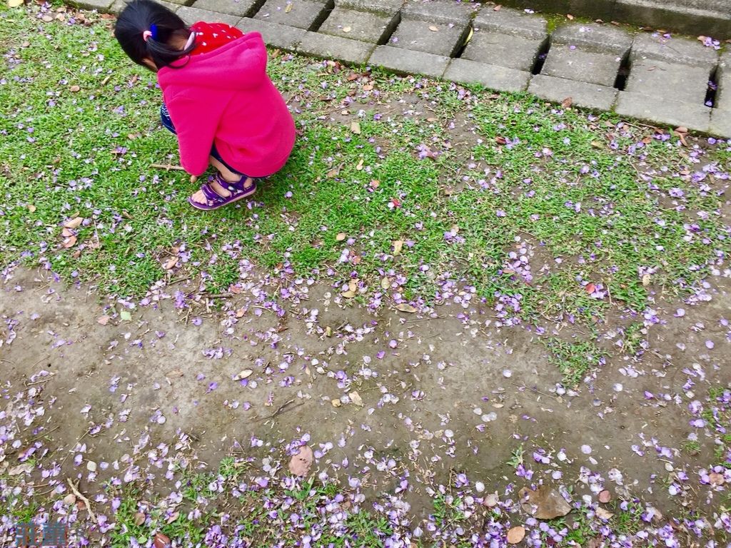 元生公園紫藤花2019，地上散落的紫色花瓣