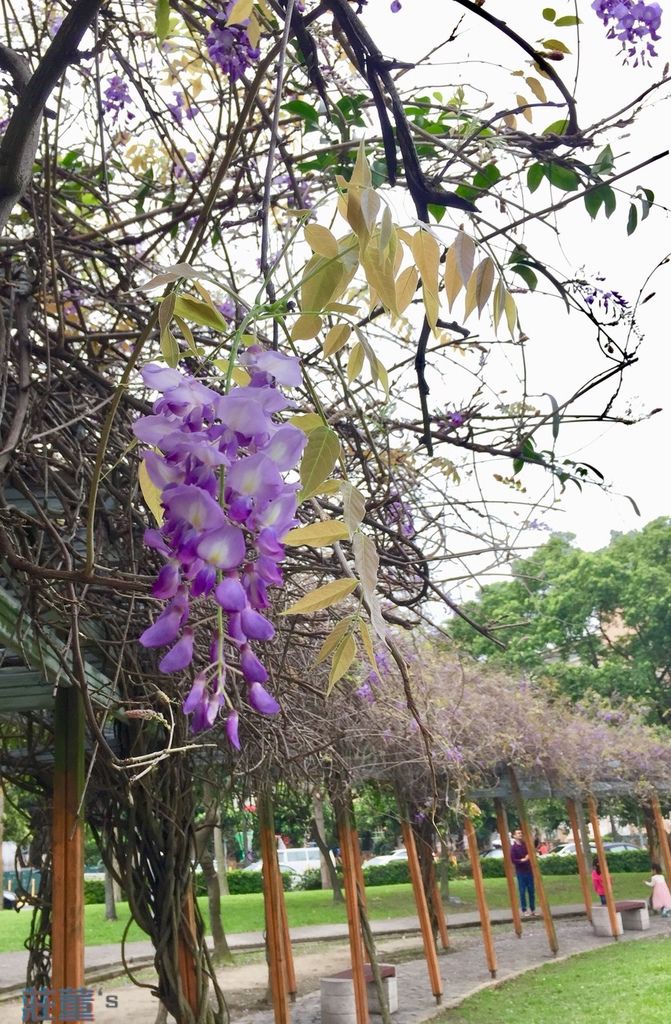 春暖花開~2019/3/30元生公園的紫藤花廊已區域性開花