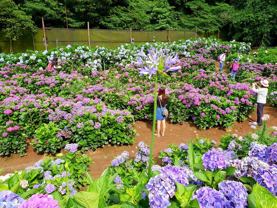 以下為陽明山高家繡球花第二園區2018盛開花況