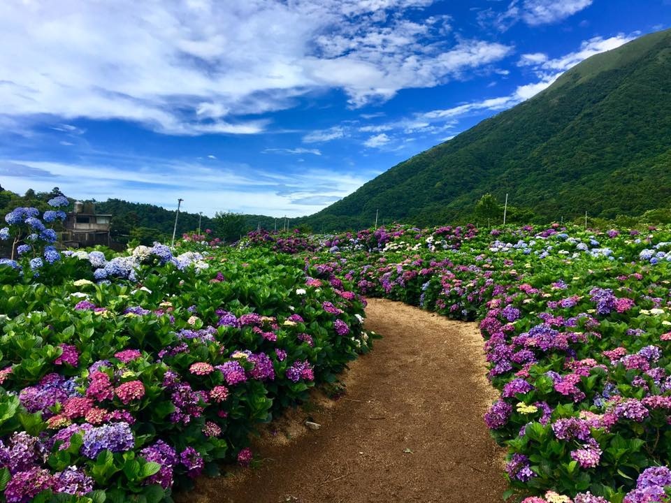 散華禮彌的紫陽花 繡球花 開囉 陽明山繡球花6處推薦 高家 財福 大梯田 大賞園 花與樹繡球花園 莊董的生活情報讚 散華禮彌的紫陽花 繡球花 開囉 陽明山繡球花6處推薦 高家 財福 大梯田 大賞園 花與樹繡球花園 莊董的生活情報讚
