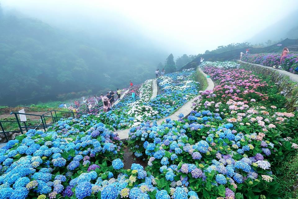 以下為陽明山大梯田繡球花2018盛開花況