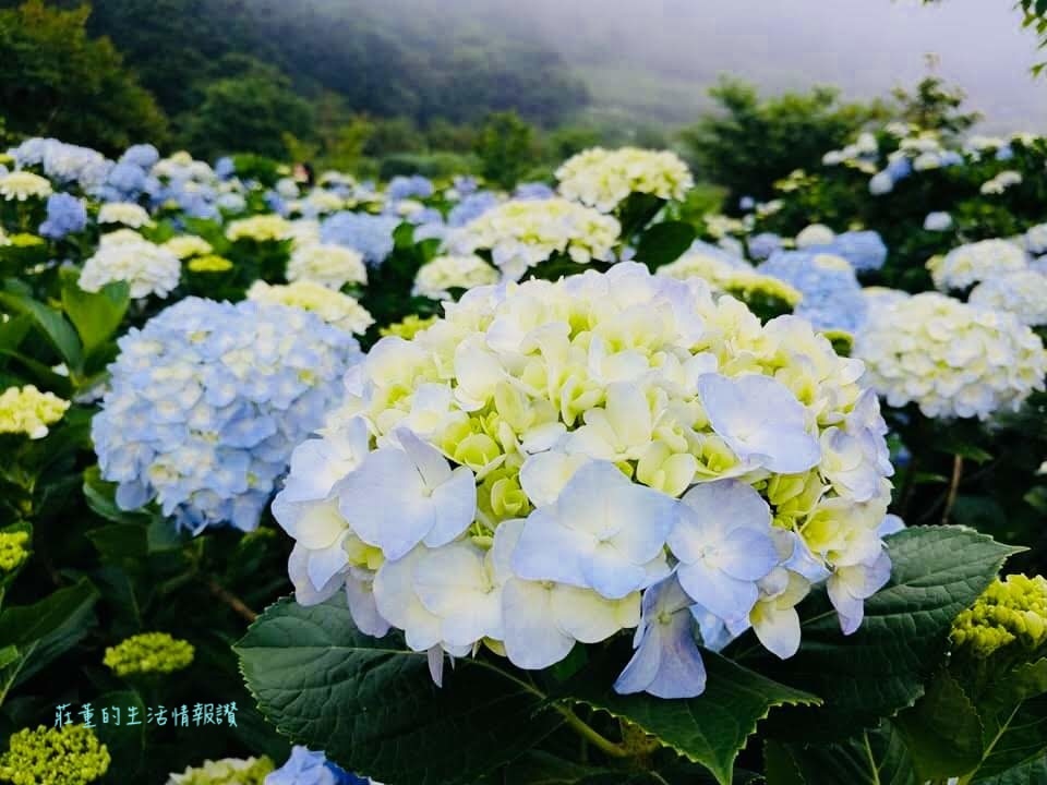 初夏的"高家繡球花田第二園區"2019年5月花況*陽明山竹子湖繡球花季(紫陽花)