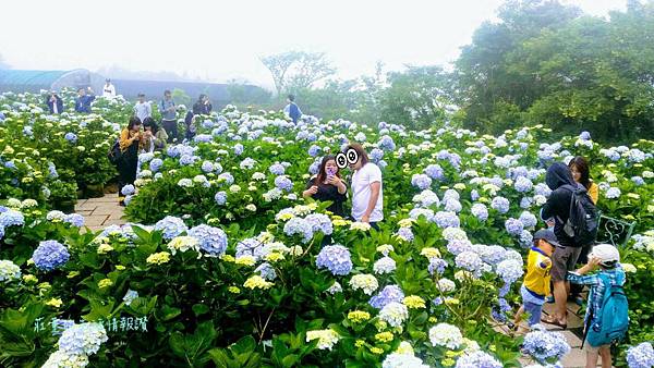 竹子湖 花與樹繡球花園 2019/5/11花況