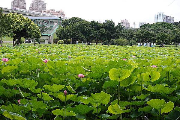 新北市景點推薦:三重區-疏洪荷花公園 新北市景點推薦:三重區-疏洪荷花公園