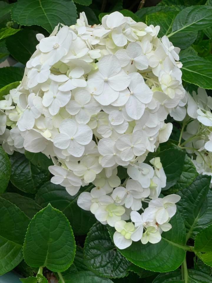 【新竹繡球花景點】關西鎮藝花源-台灣花鳥園2019/5月底花況