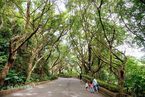 新莊在地的秘密小森林【新莊青年公園】新莊踏青景點