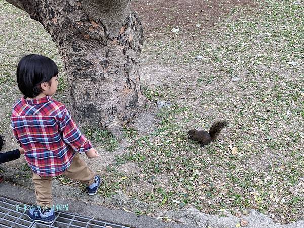 【中和八二三紀念公園】如何餵小松鼠？親子遊4號公園 (新北中