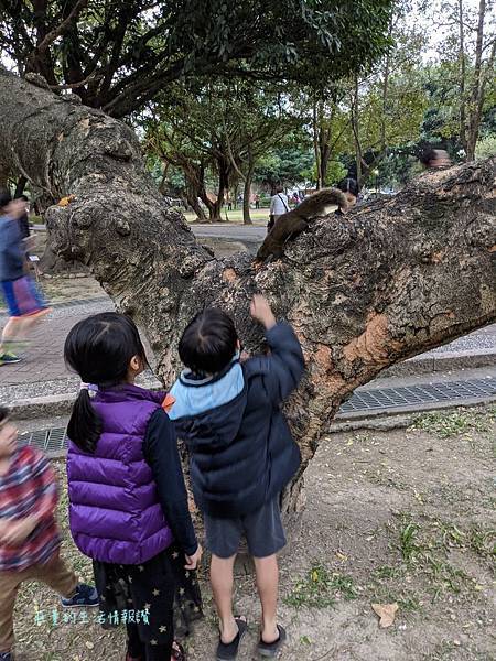 【中和八二三紀念公園】如何餵小松鼠？親子遊4號公園 (新北中